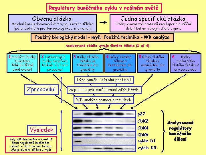 Regulátory buněčného cyklu v reálném světě Obecná otázka: Molekulární mechanismy řídící vývoj žlutého tělíska