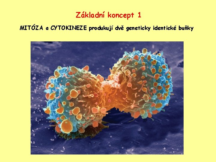 Základní koncept 1 MITÓZA a CYTOKINEZE produkují dvě geneticky identické buňky 