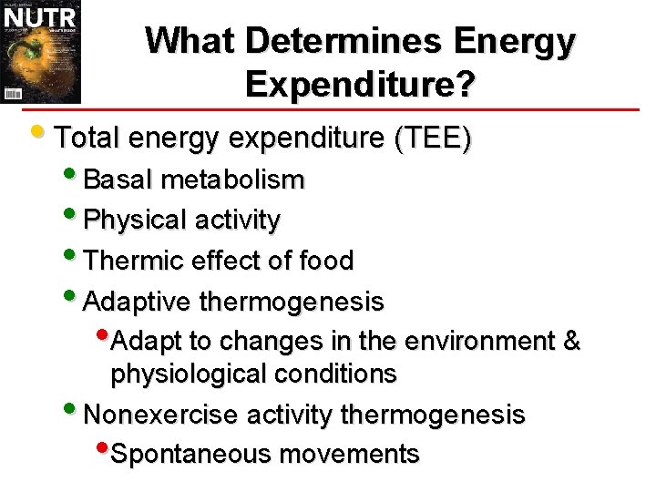 What Determines Energy Expenditure? • Total energy expenditure (TEE) • Basal metabolism • Physical