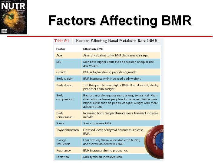 Factors Affecting BMR 