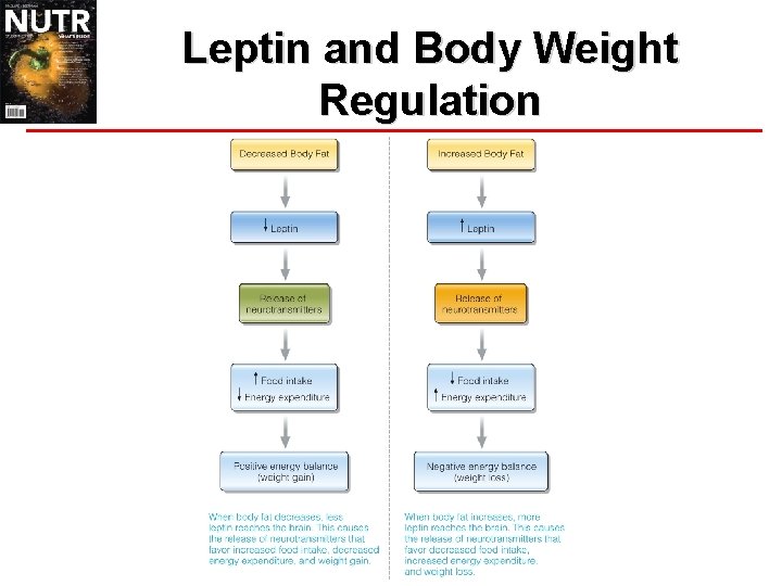 Leptin and Body Weight Regulation 