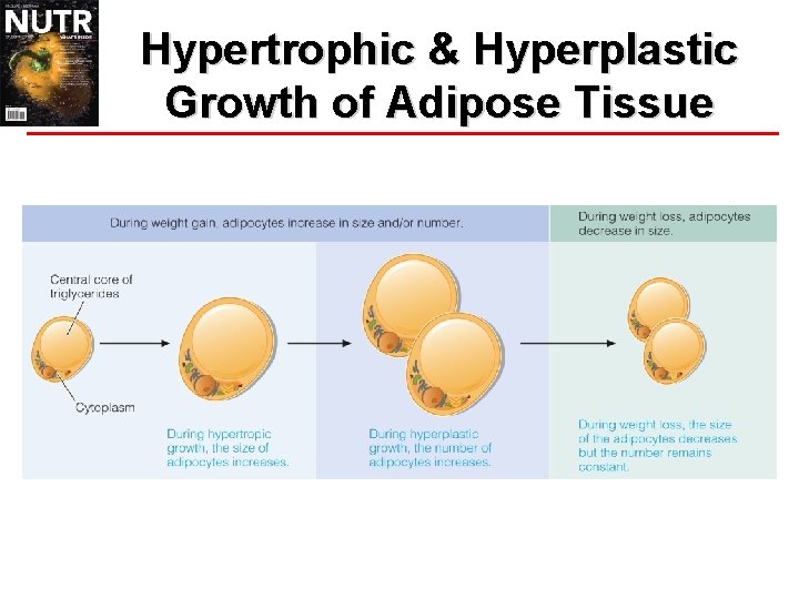 Hypertrophic & Hyperplastic Growth of Adipose Tissue 