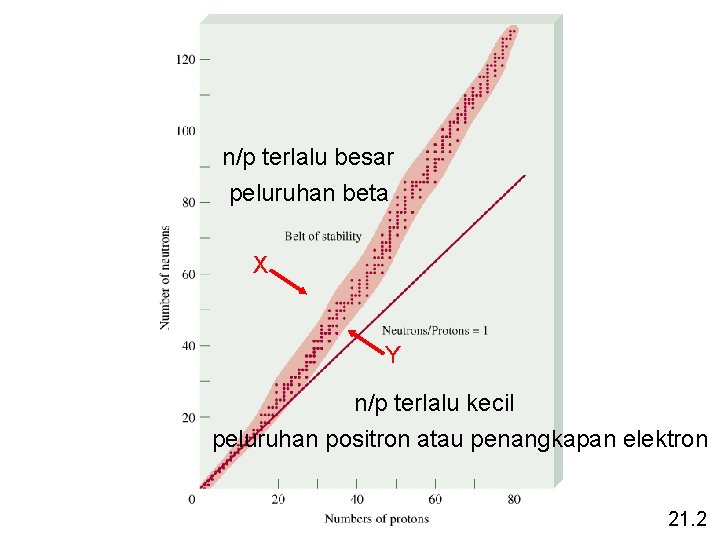 n/p terlalu besar peluruhan beta X Y n/p terlalu kecil peluruhan positron atau penangkapan