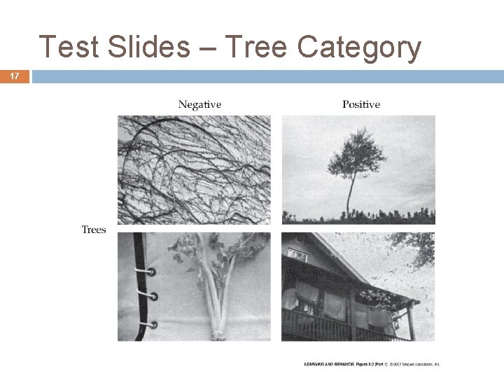 Test Slides – Tree Category 17 