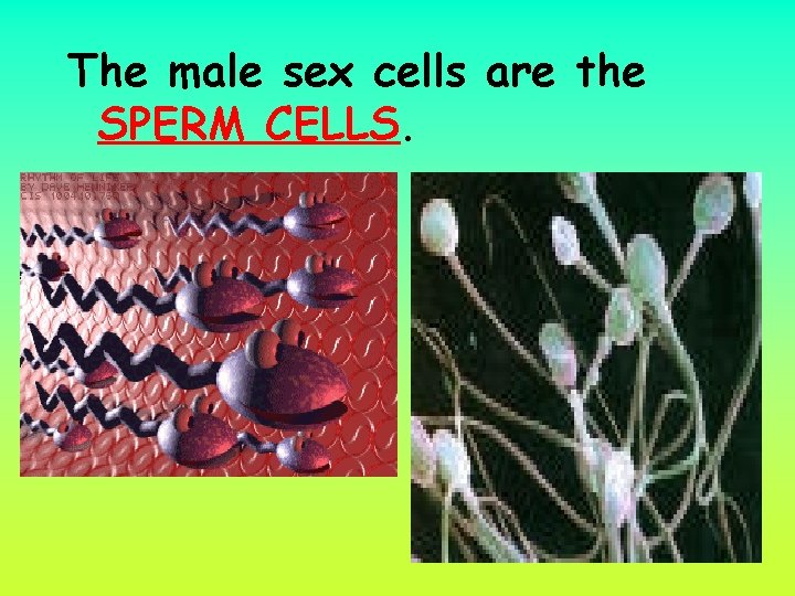 The male sex cells are the SPERM CELLS. 