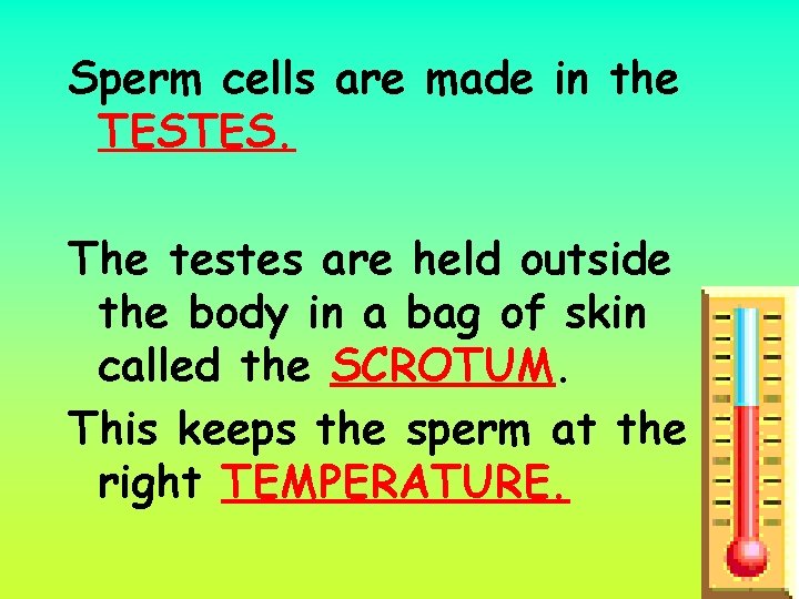 Sperm cells are made in the TESTES. The testes are held outside the body