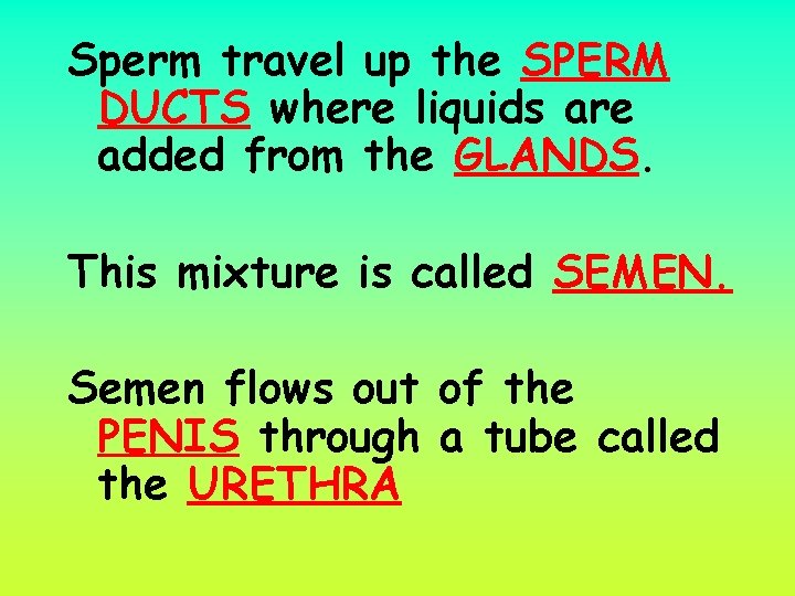 Sperm travel up the SPERM DUCTS where liquids are added from the GLANDS. This