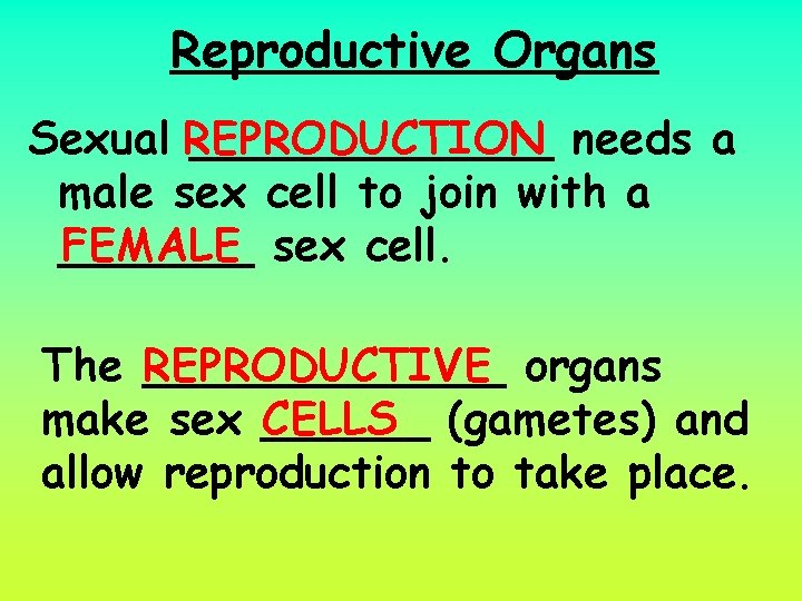 Reproductive Organs Sexual REPRODUCTION _______ needs a male sex cell to join with a