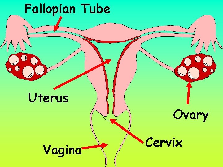 Fallopian Tube Uterus Vagina Ovary Cervix 