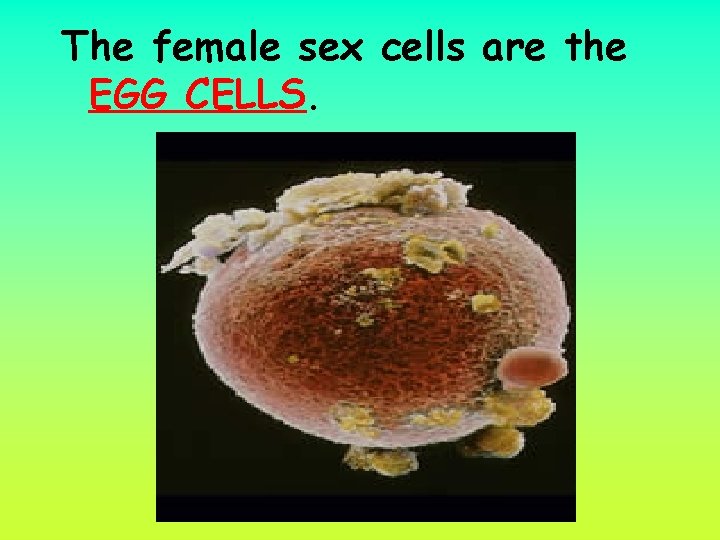 The female sex cells are the EGG CELLS. 