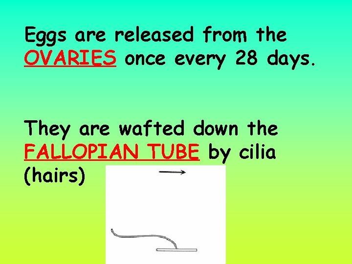 Eggs are released from the OVARIES once every 28 days. They are wafted down