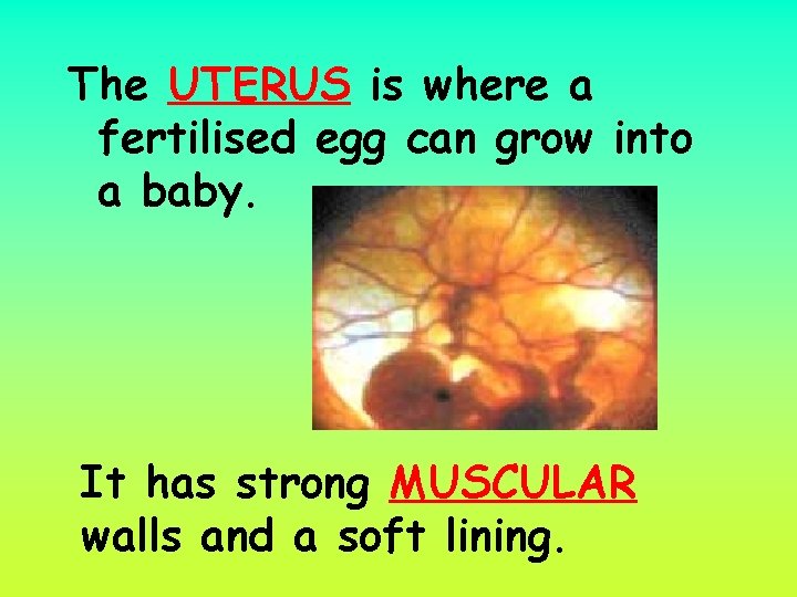 The UTERUS is where a fertilised egg can grow into a baby. It has