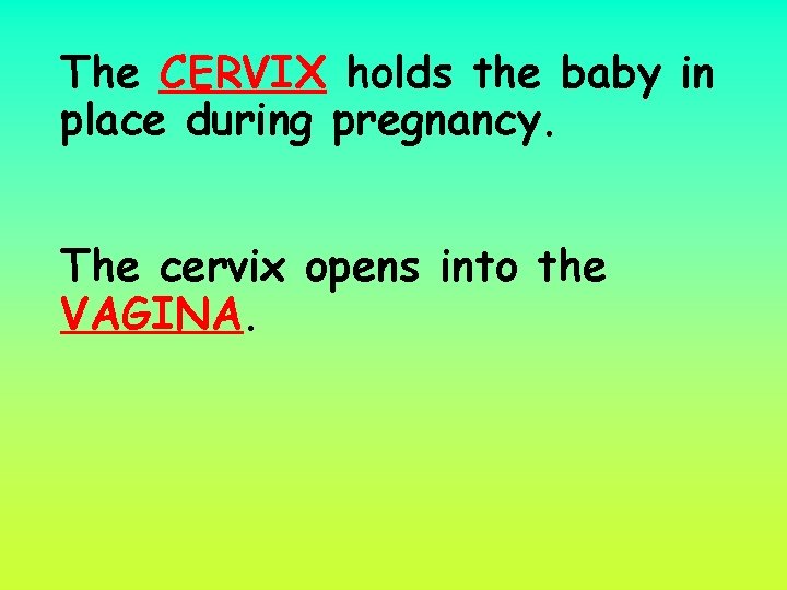 The CERVIX holds the baby in place during pregnancy. The cervix opens into the