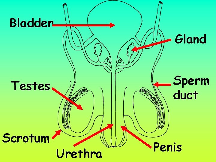 Bladder Gland Sperm duct Testes Scrotum Urethra Penis 