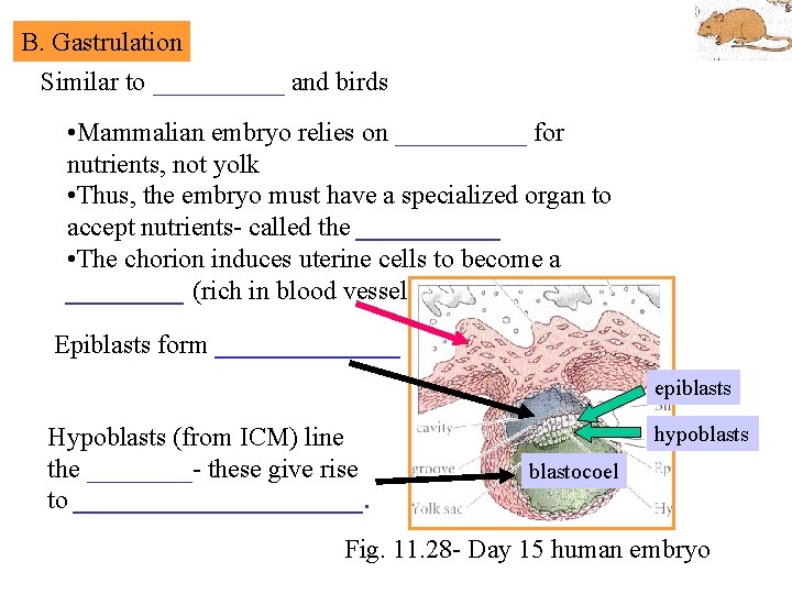 B. Gastrulation Similar to _____ and birds • Mammalian embryo relies on _____ for