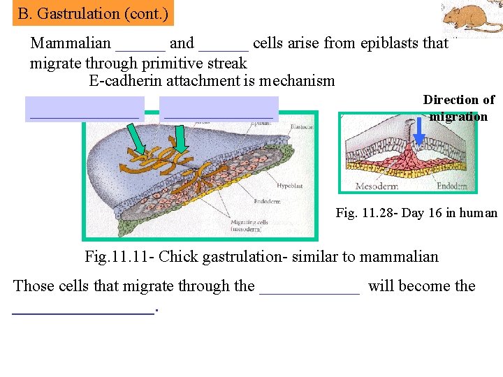 B. Gastrulation (cont. ) Mammalian ______ and ______ cells arise from epiblasts that migrate