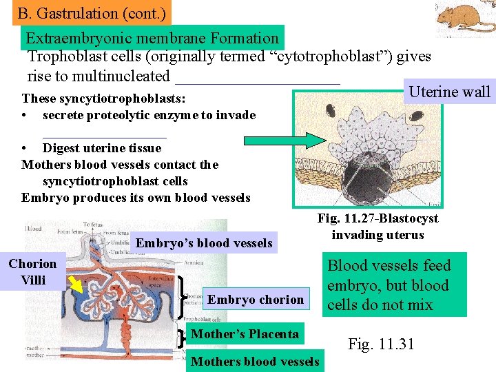 B. Gastrulation (cont. ) Extraembryonic membrane Formation Trophoblast cells (originally termed “cytotrophoblast”) gives rise