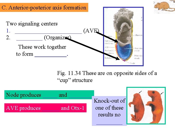 C. Anterior-posterior axis formation Two signaling centers 1. ____________ (AVE) 2. _____ (Organizer) These