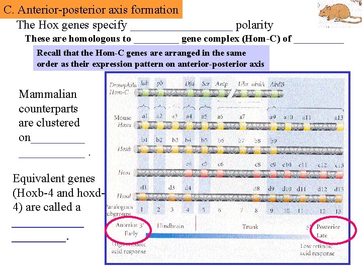 C. Anterior-posterior axis formation The Hox genes specify _________ polarity These are homologous to