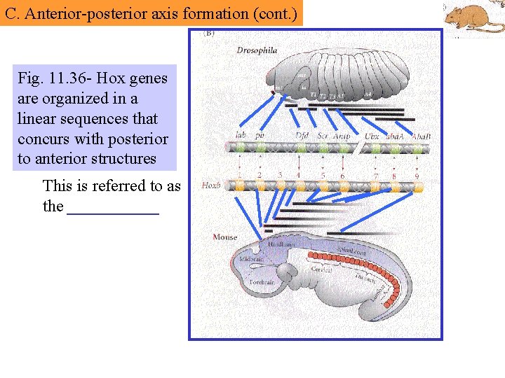 C. Anterior-posterior axis formation (cont. ) Fig. 11. 36 - Hox genes are organized