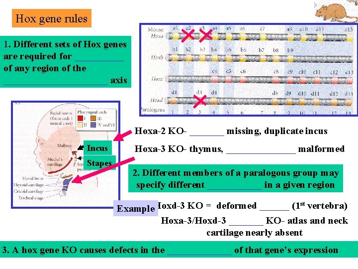 Hox gene rules 1. Different sets of Hox genes are required for _____ of