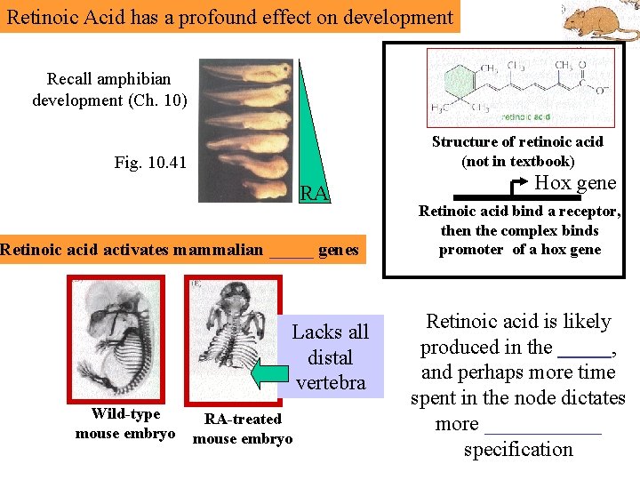 Retinoic Acid has a profound effect on development Recall amphibian development (Ch. 10) Structure