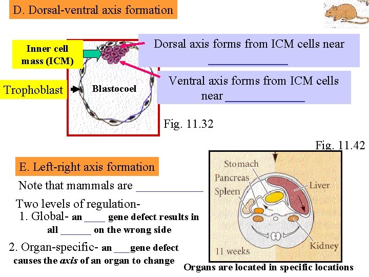 D. Dorsal-ventral axis formation Dorsal axis forms from ICM cells near _______ Inner cell