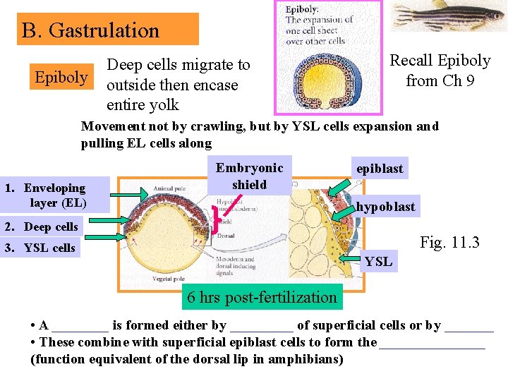 B. Gastrulation Epiboly Deep cells migrate to outside then encase entire yolk Recall Epiboly
