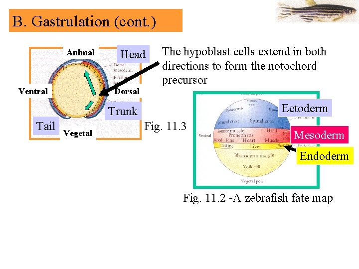 B. Gastrulation (cont. ) Animal Ventral Head Dorsal The hypoblast cells extend in both