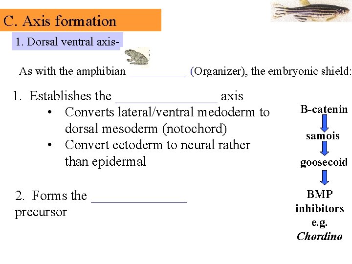 C. Axis formation 1. Dorsal ventral axis- As with the amphibian _____ (Organizer), the