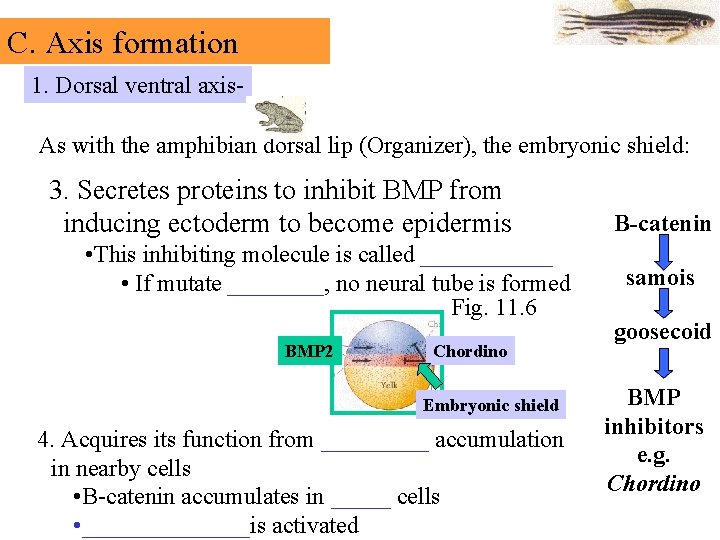 C. Axis formation 1. Dorsal ventral axis. As with the amphibian dorsal lip (Organizer),