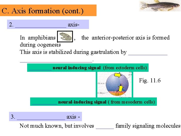 C. Axis formation (cont. ) 2. _________ axis. In amphibians , the anterior-posterior axis