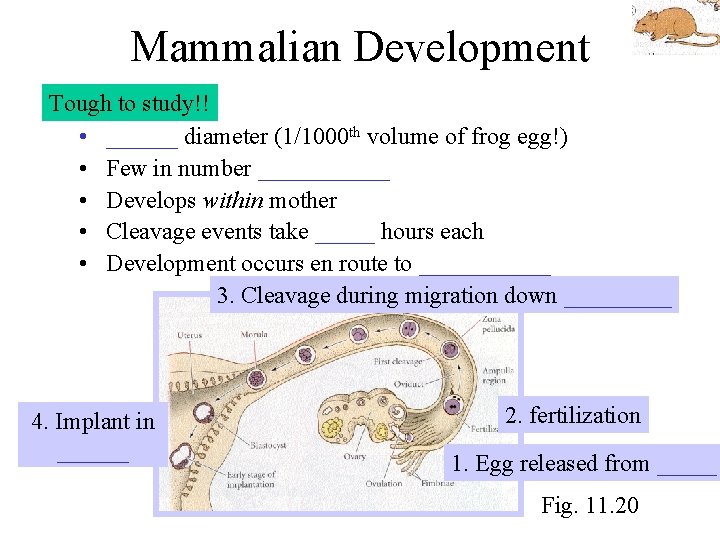 Mammalian Development Tough to study!! • ______ diameter (1/1000 th volume of frog egg!)