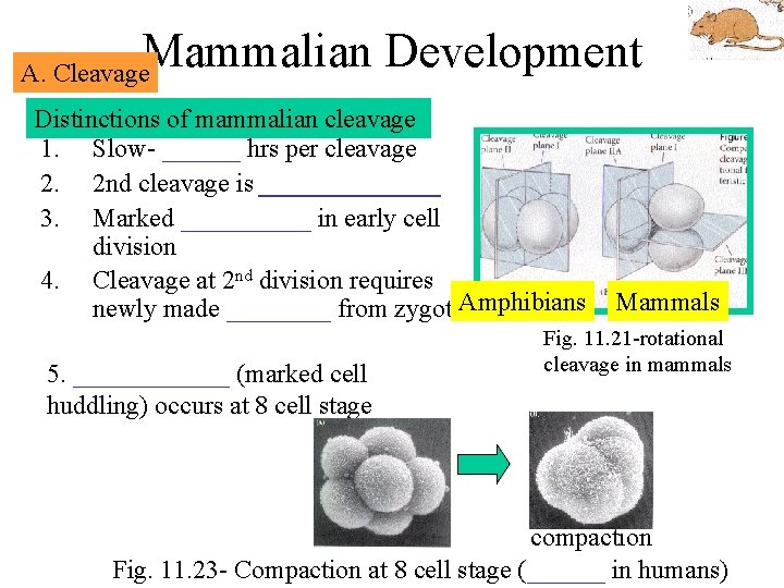 Mammalian Development A. Cleavage Distinctions of mammalian cleavage 1. Slow- ______ hrs per cleavage