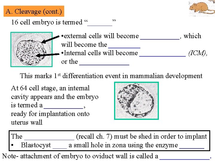 A. Cleavage (cont. ) 16 cell embryo is termed “_______” • external cells will