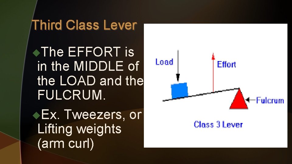 Third Class Lever u. The EFFORT is in the MIDDLE of the LOAD and
