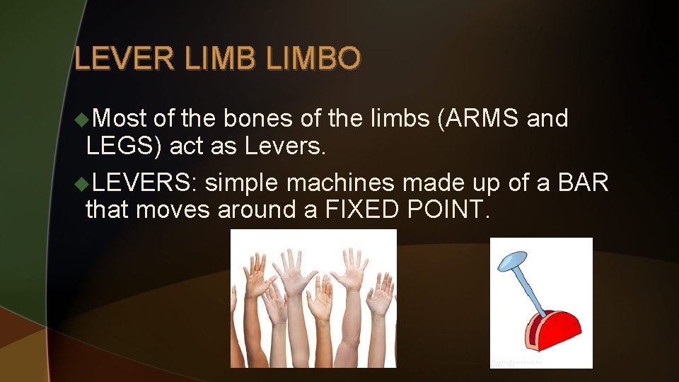 LEVER LIMBO u. Most of the bones of the limbs (ARMS and LEGS) act