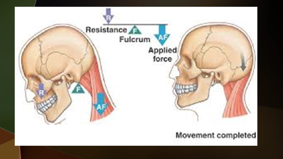 Musculoskeletal Levers The Relationship between the Muscular and