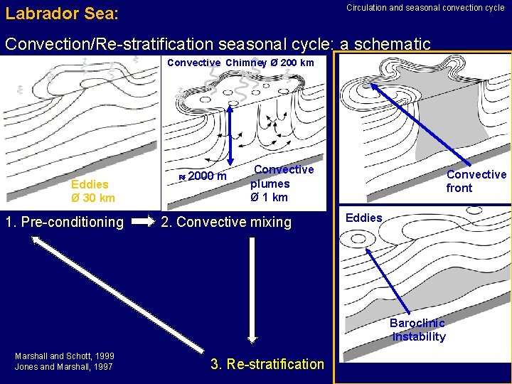 Circulation and seasonal convection cycle Labrador Sea: Convection/Re-stratification seasonal cycle: a schematic Convective Chimney