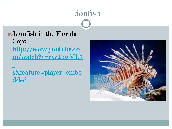 Lionfish in the Florida Cays: http: //www. youtube. co m/watch? v=rxz 4 pw. ML