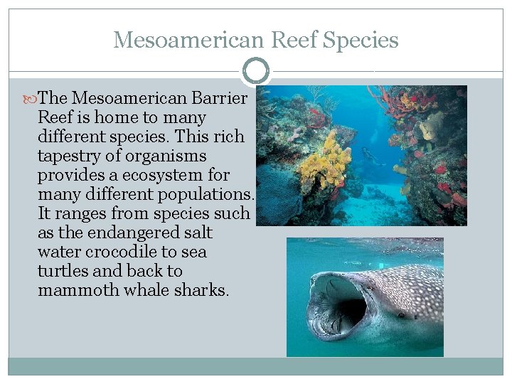 Mesoamerican Reef Species The Mesoamerican Barrier Reef is home to many different species. This