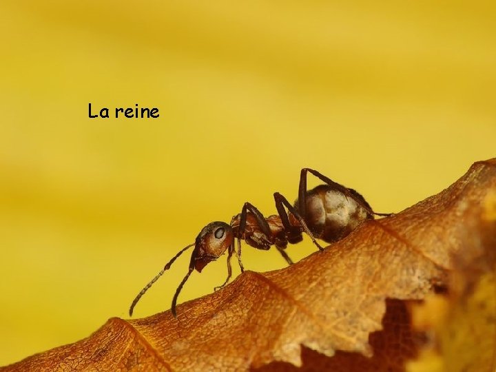 La reine 