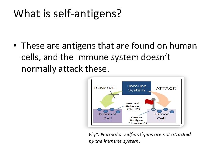 What is self-antigens? • These are antigens that are found on human cells, and