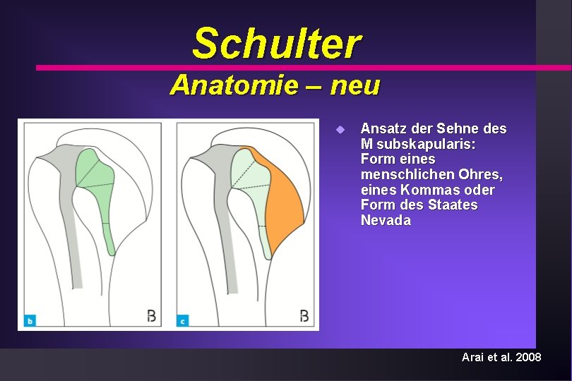 Schulter Anatomie – neu u Ansatz der Sehne des M subskapularis: Form eines menschlichen