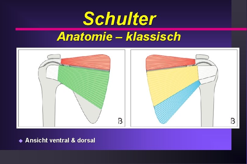 Schulter Anatomie – klassisch u Ansicht ventral & dorsal 