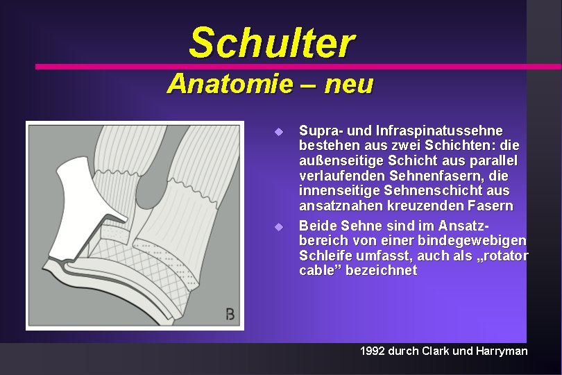 Schulter Anatomie – neu u u Supra- und Infraspinatussehne bestehen aus zwei Schichten: die