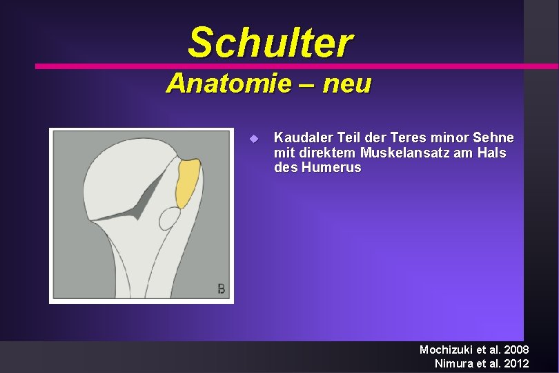 Schulter Anatomie – neu u Kaudaler Teil der Teres minor Sehne mit direktem Muskelansatz