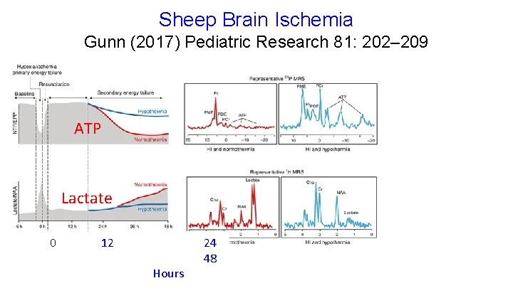 Sheep Brain Ischemia Gunn (2017) Pediatric Research 81: 202– 209 ATP Lactate 0 12