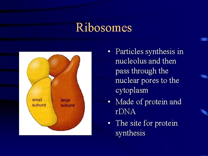Ribosomes • Particles synthesis in nucleolus and then pass through the nuclear pores to