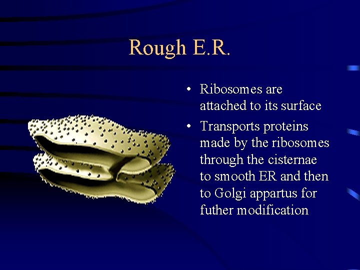 Rough E. R. • Ribosomes are attached to its surface • Transports proteins made